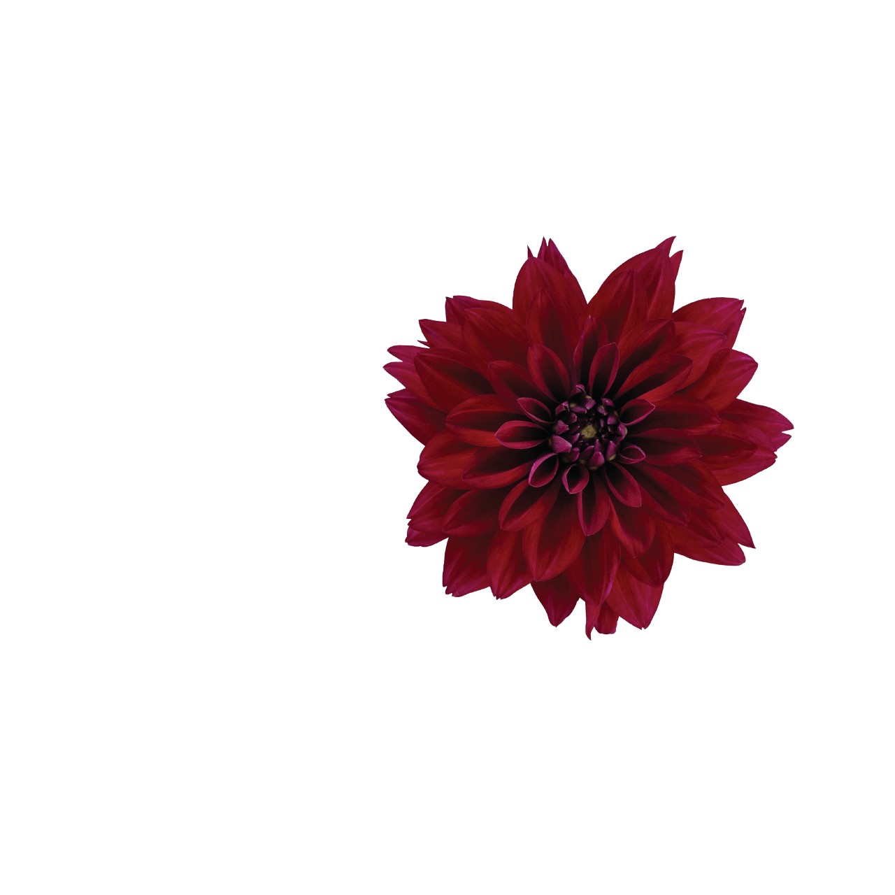 Георгина Hypnotica Purple