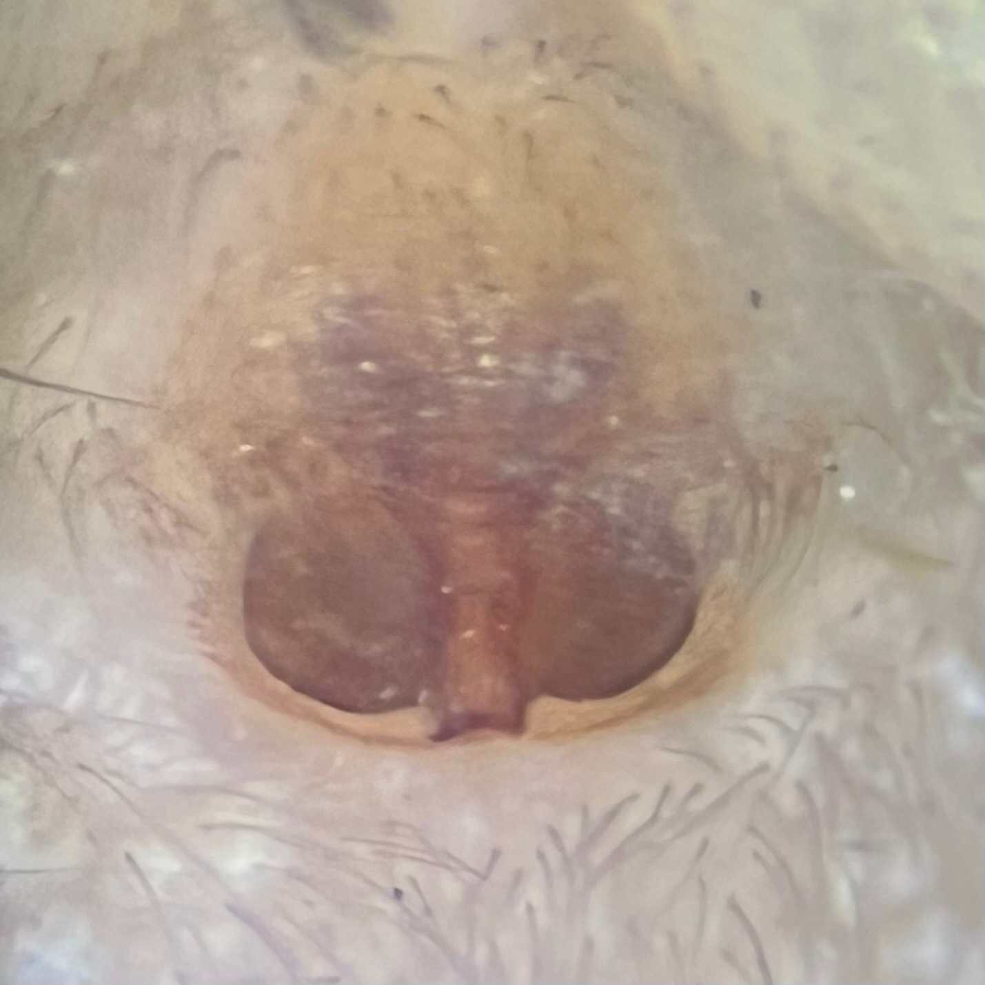 international backfill (iNaturalist): Nadia