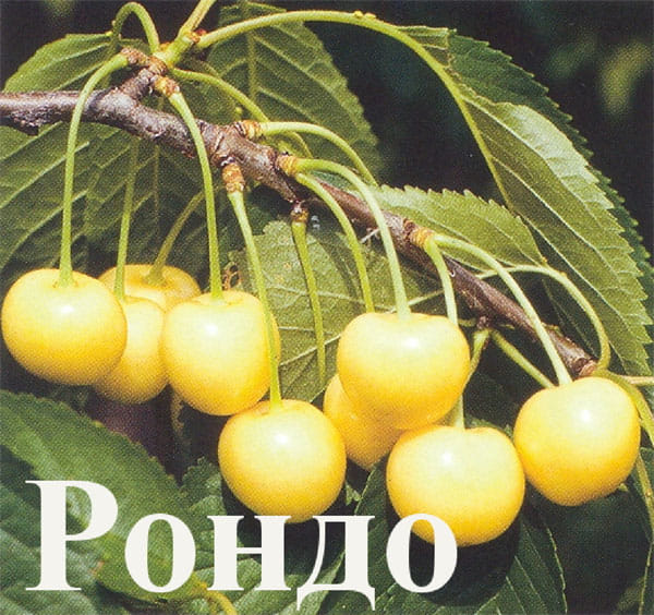 Черешня Рондо