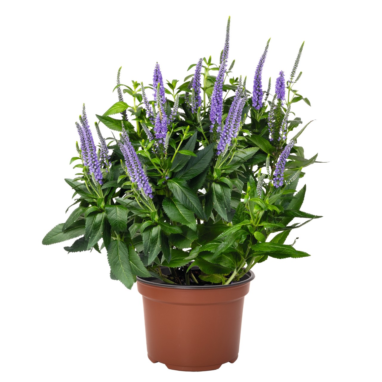 Вероника Candela Blue