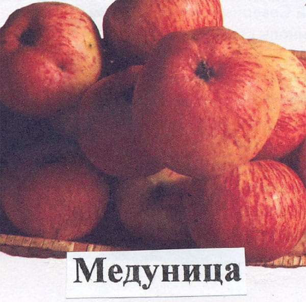 Яблоня Медуница
