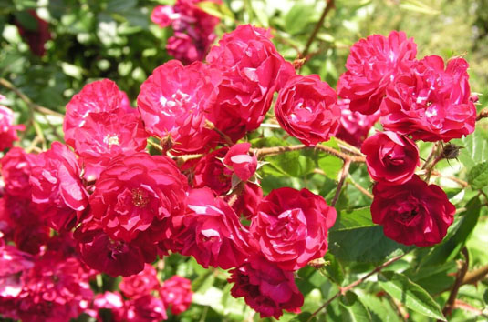 Роза "Alberich"