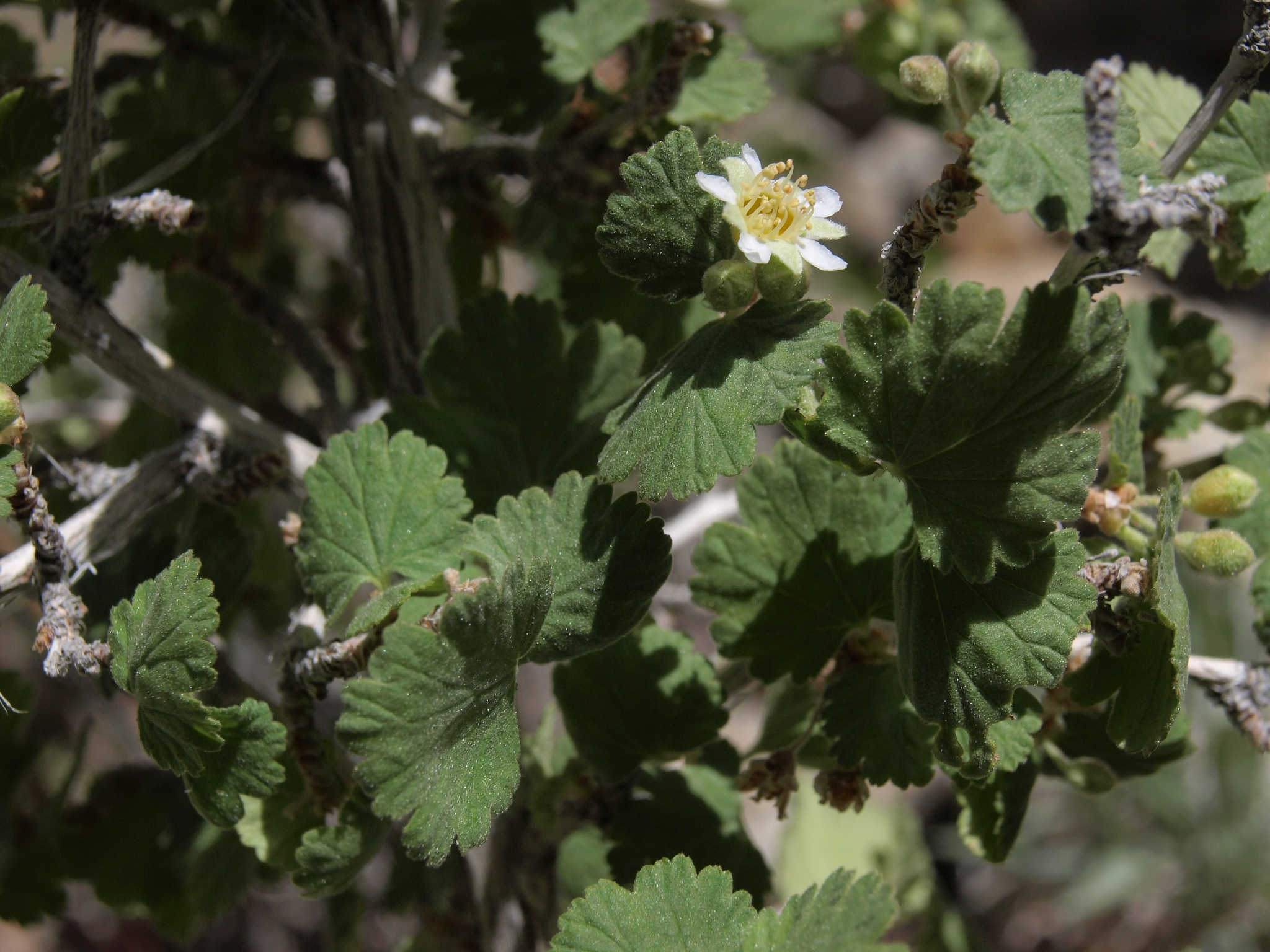 international backfill (iNaturalist): Physocarpus