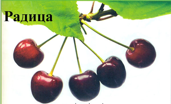Черешня Радица