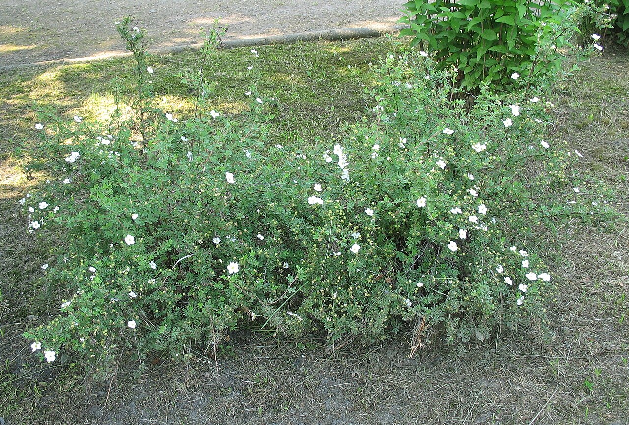 Лапчатка кустарниковая Abbotswood