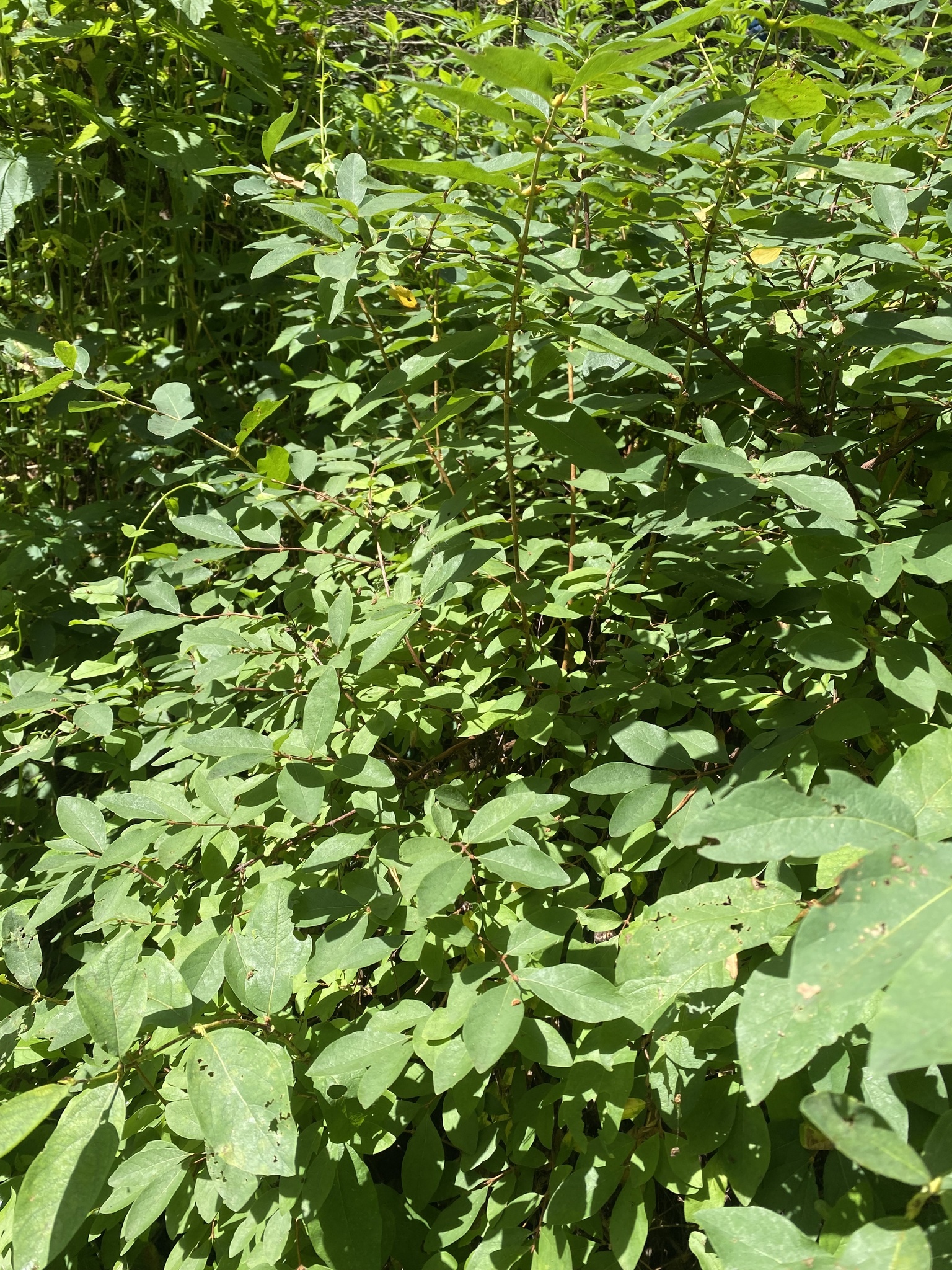 international backfill (iNaturalist): Lonicera caerulea