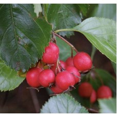 Боярышник Силидонт (Crataegus)