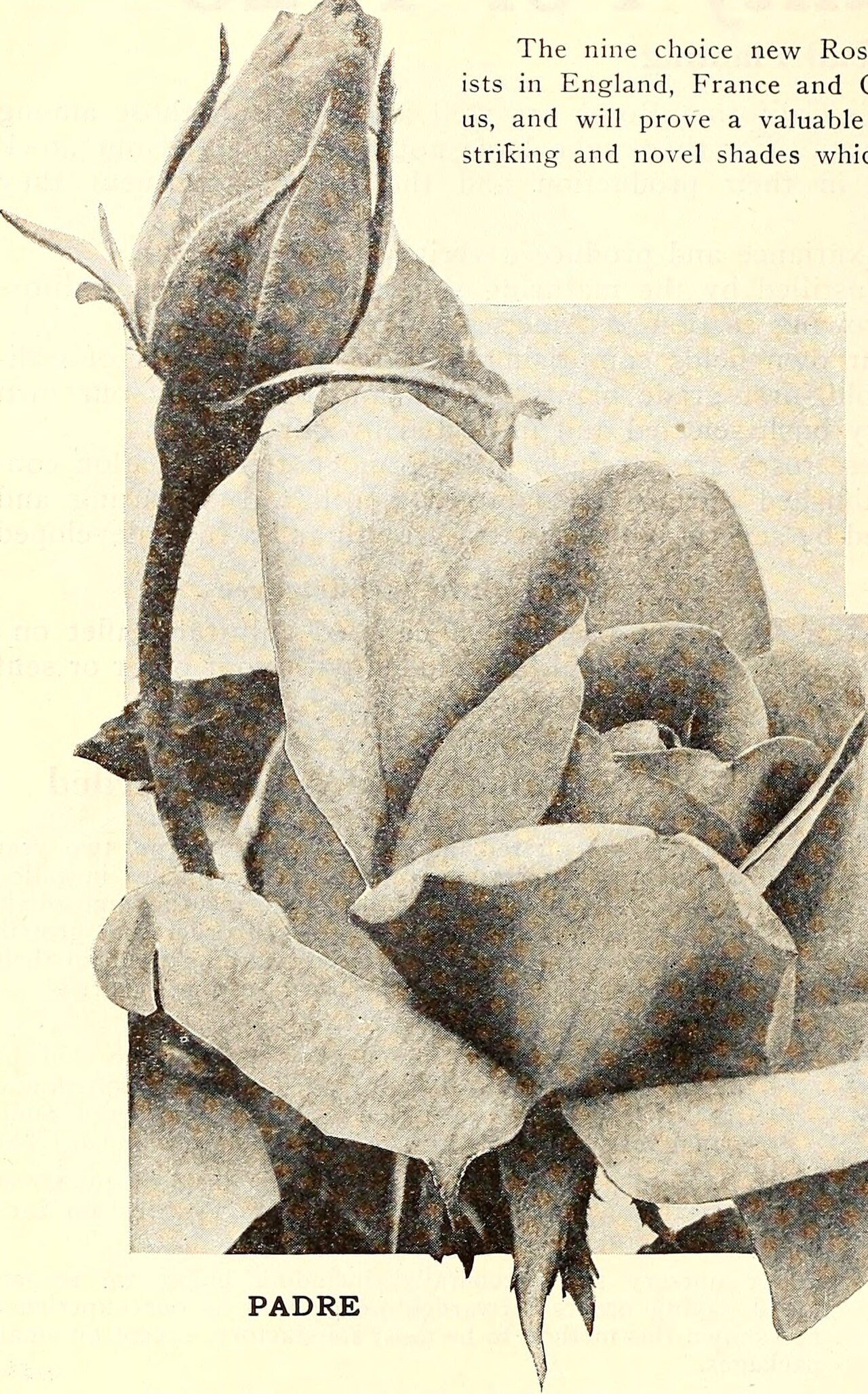 Роза Лолита Лемпика