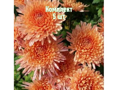 Хризантема Белочка