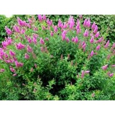 Спирея Дугласа (Spiraea douglasii)