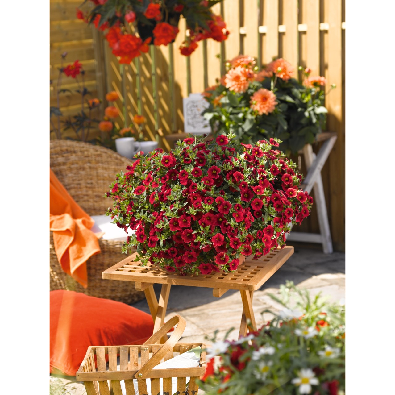 Калибрахоа Aloha Kona Dark Red