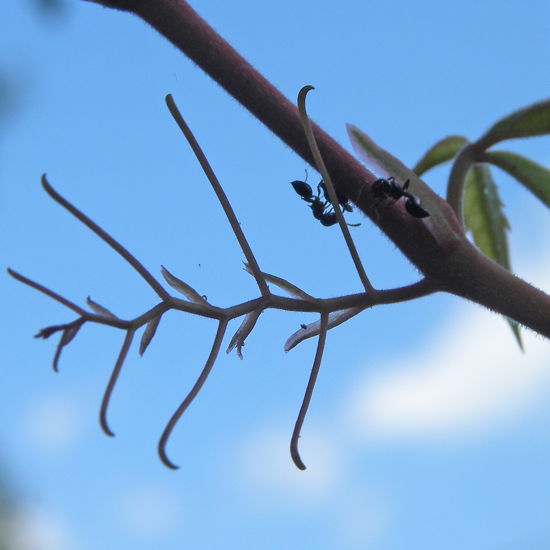 international backfill (iNaturalist): Vitis