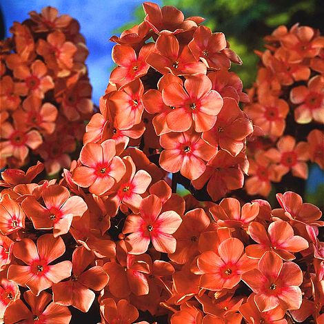Флокс метельчатый Orange Perfection