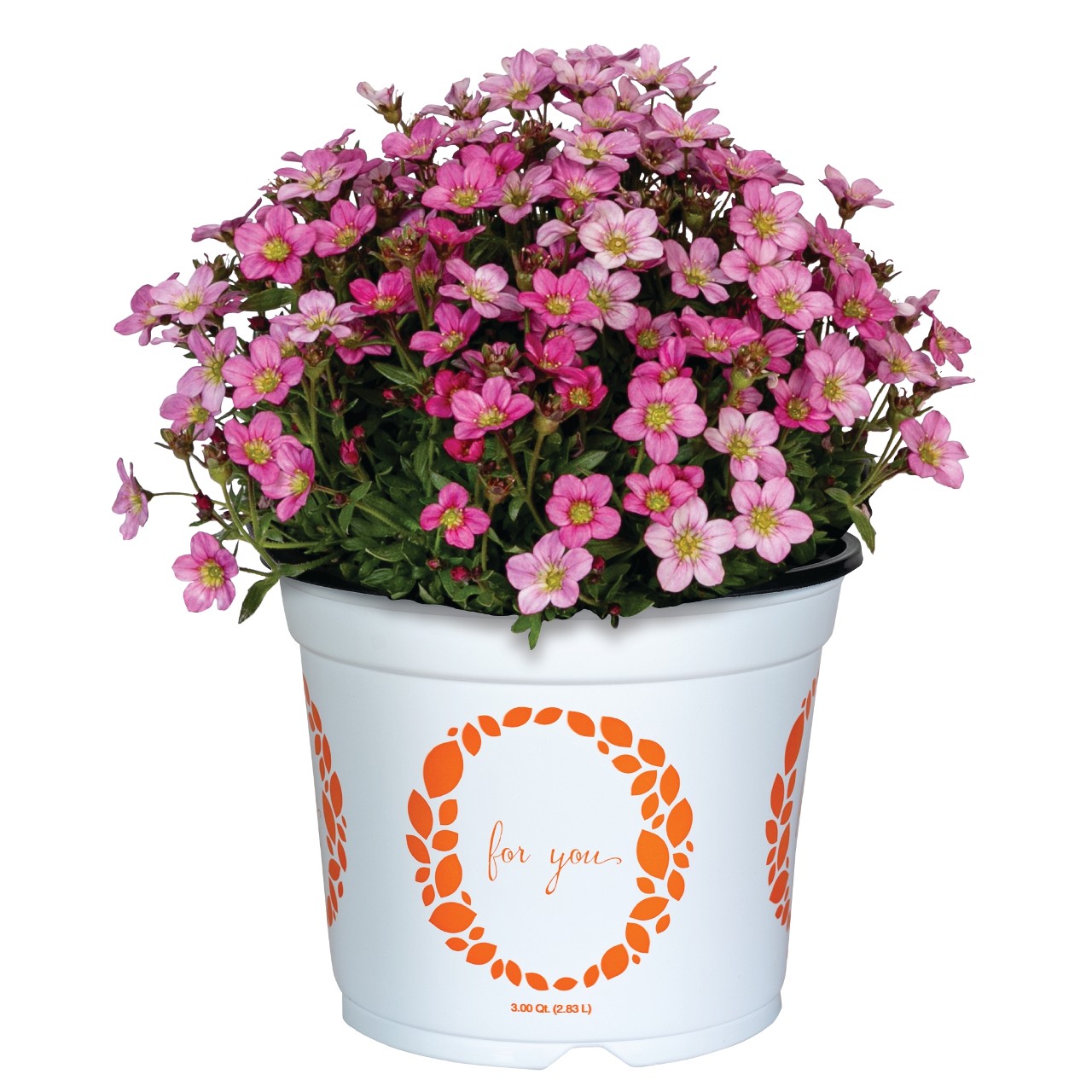 Камнеломка Scenic Pink