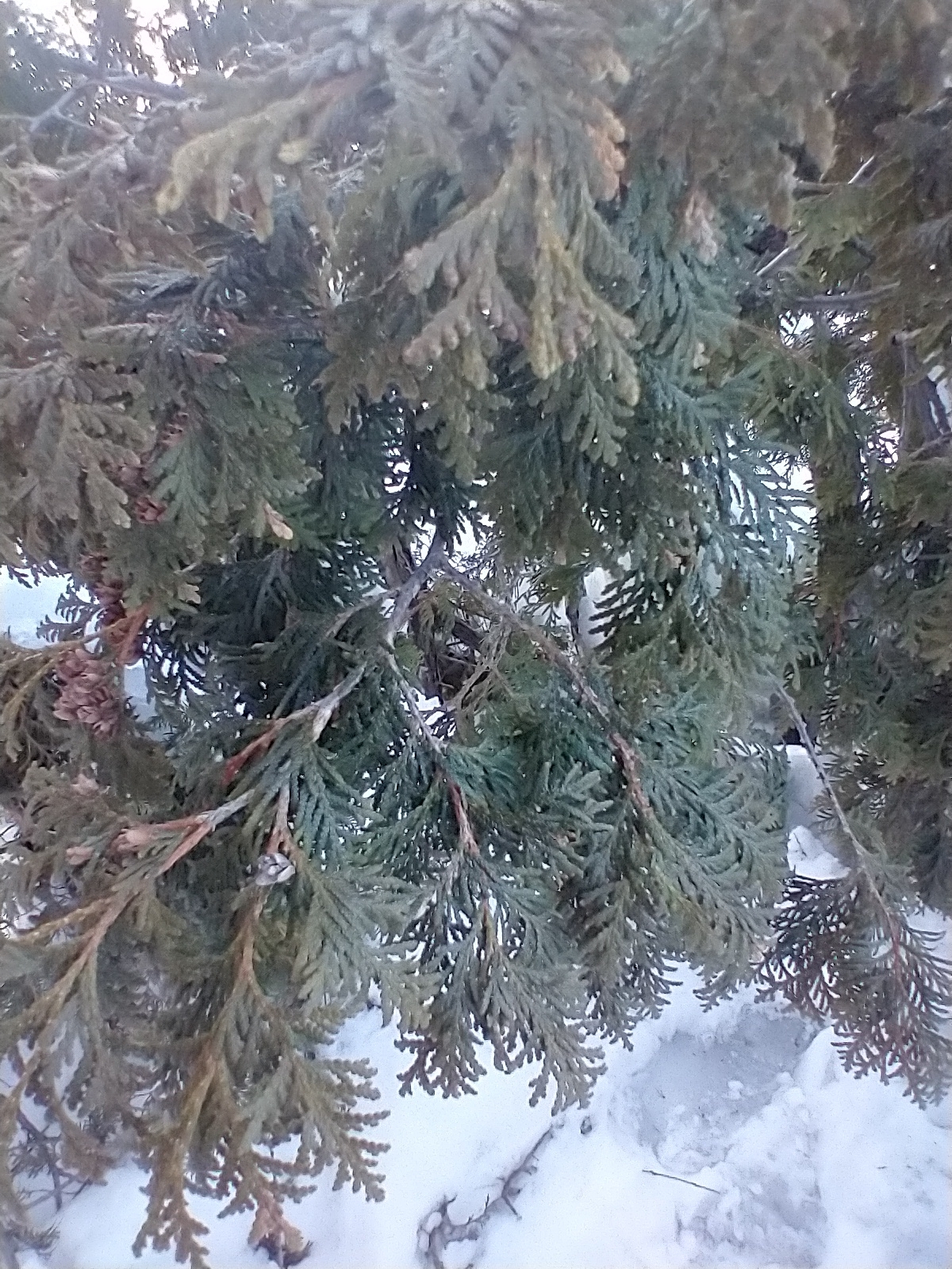 international backfill (iNaturalist): Thuja
