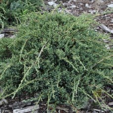 Можжевельник чешуйчатый (Juniperus squamata Denfa Malachit)