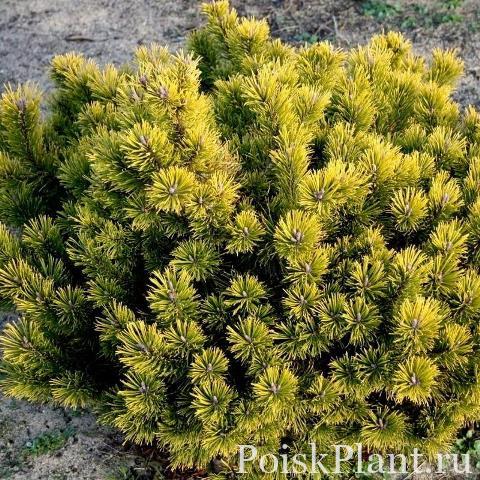 Сосна горная Little Goldstar