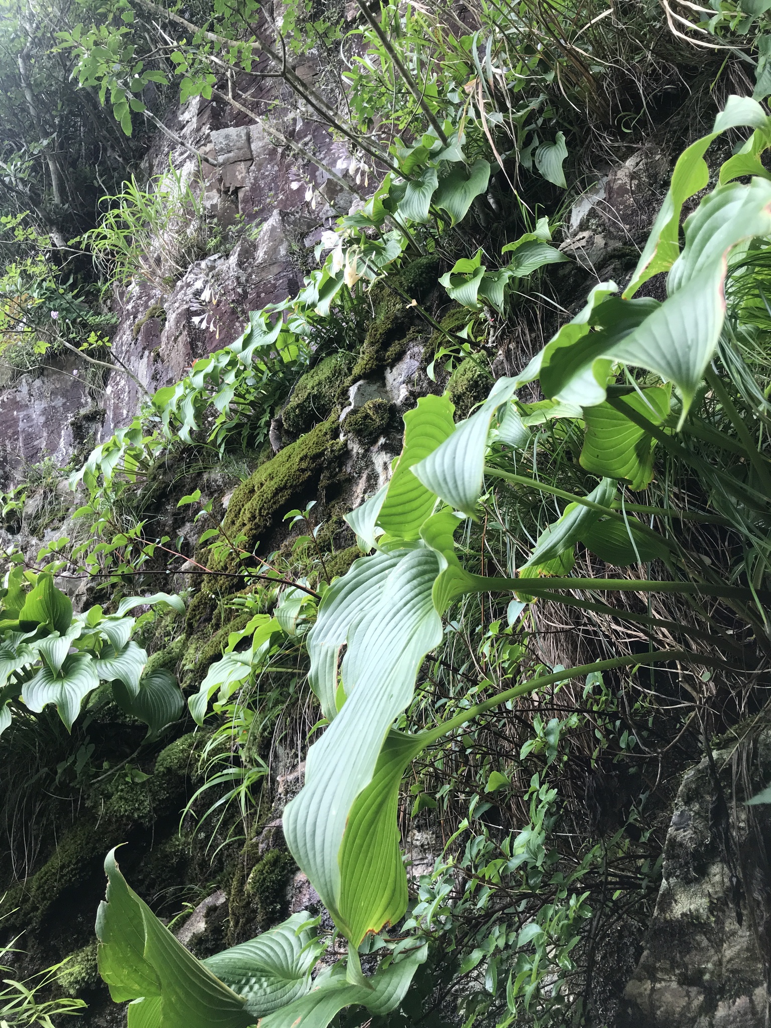 international backfill (iNaturalist): Hosta