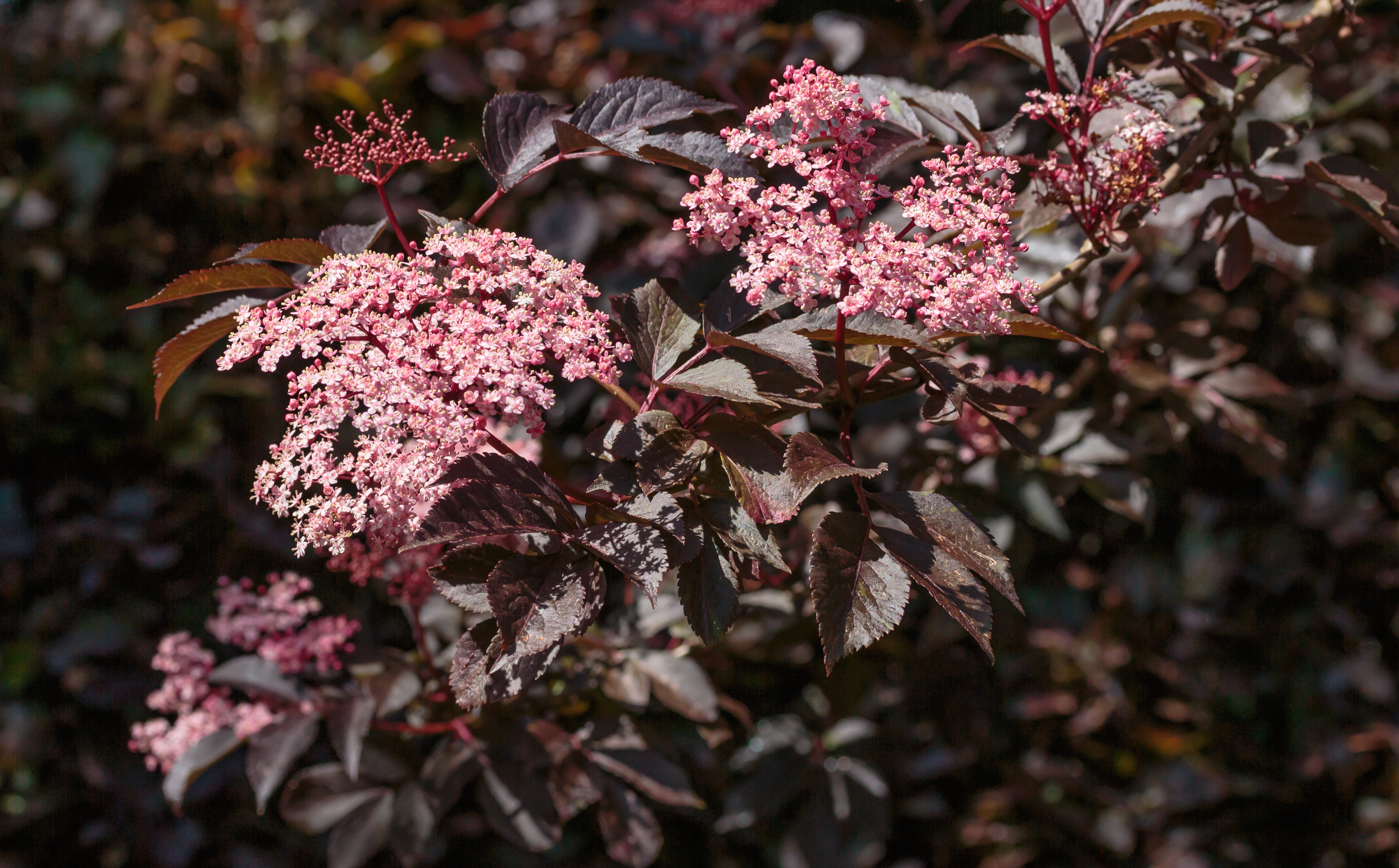 Бузина черная "Ауреа" / Sambucus nigra 'Aurea'
