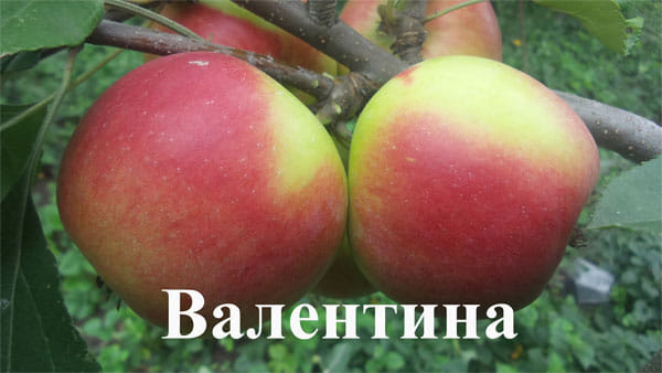 Яблоня Валентина