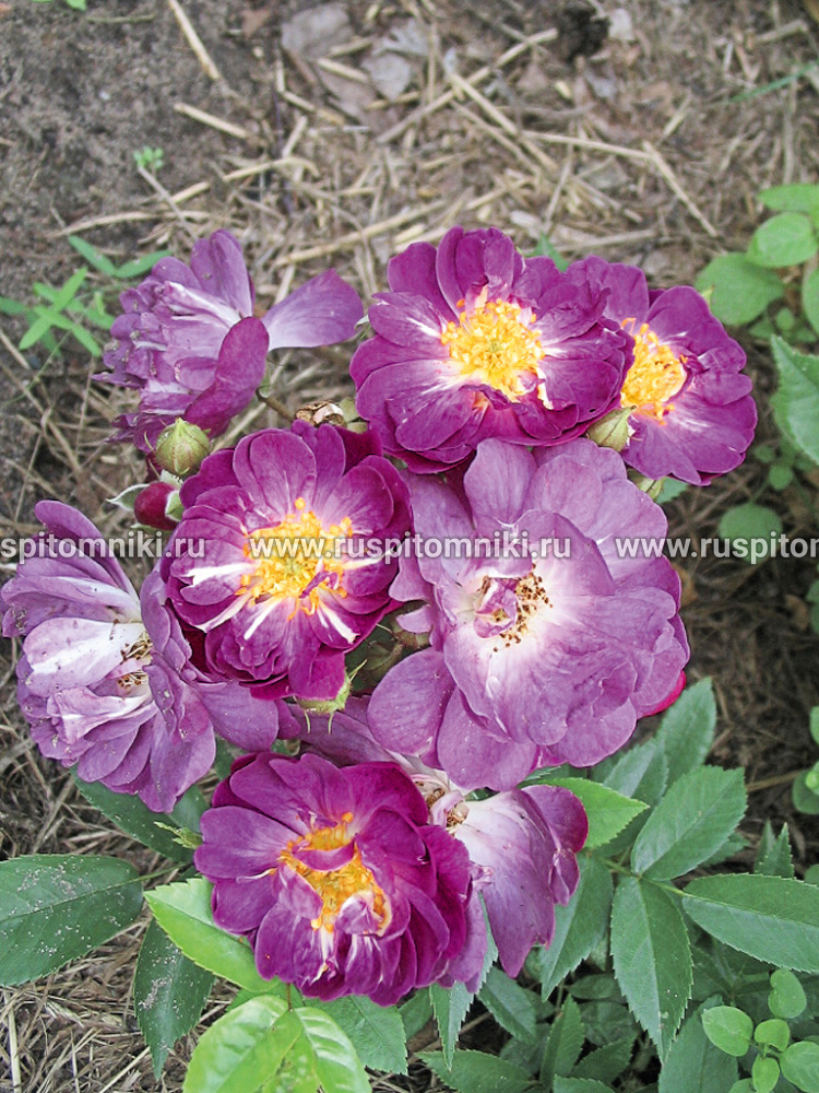 Плетистые мелкоцветковые розы Veilchenblau’. HMult. = ‘Blue Rambler