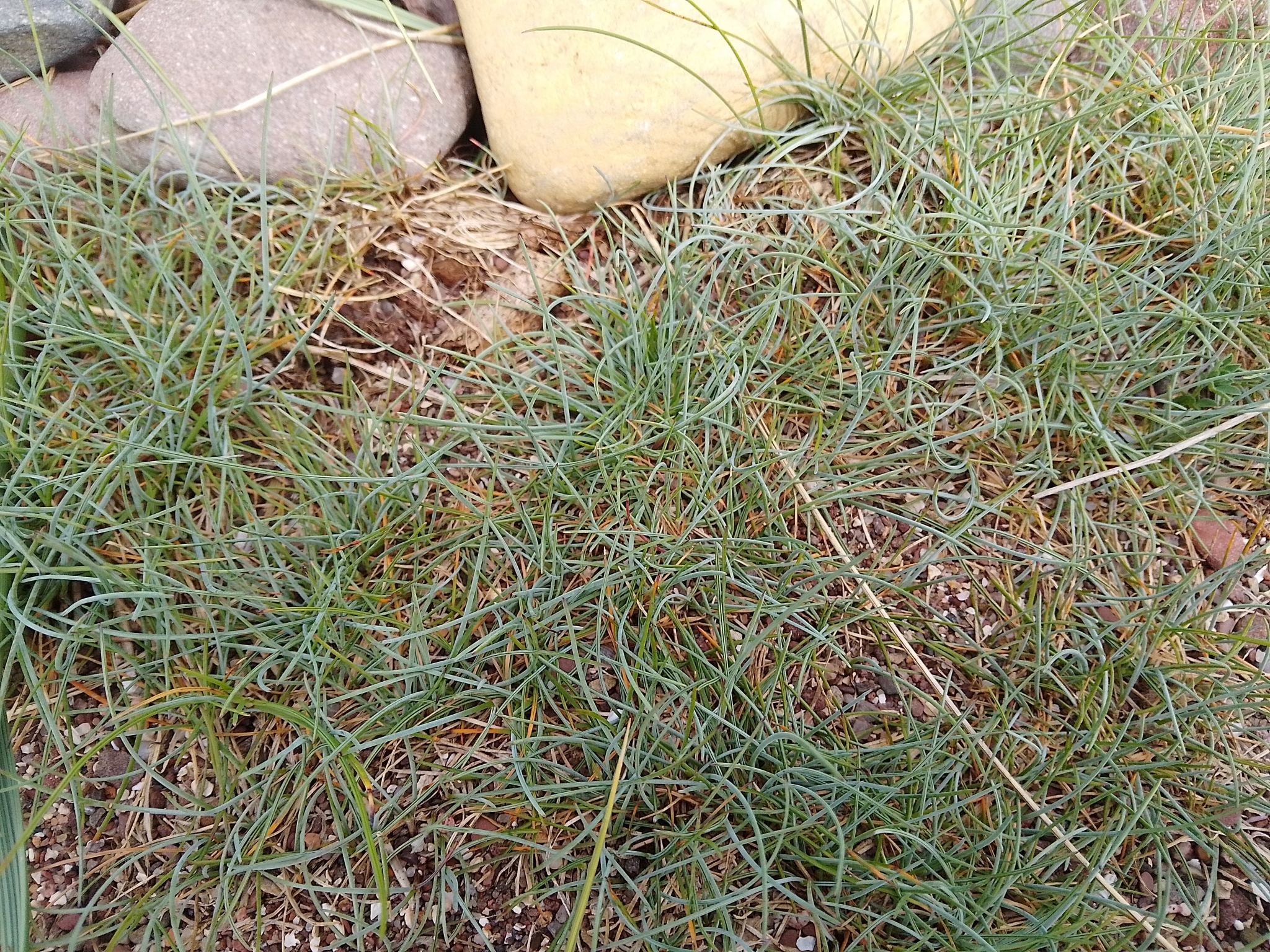 international backfill (iNaturalist): Festuca glauca