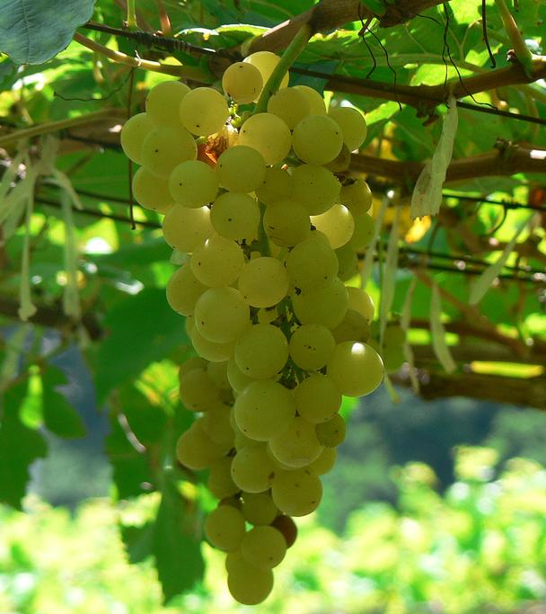 Виноград Chenin Blanc