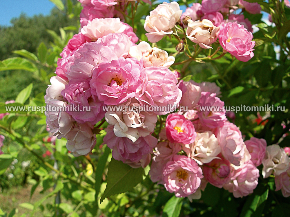 Плетистые крупноцветковые розы Bonny’ = ‘KORniebon’. LCl.