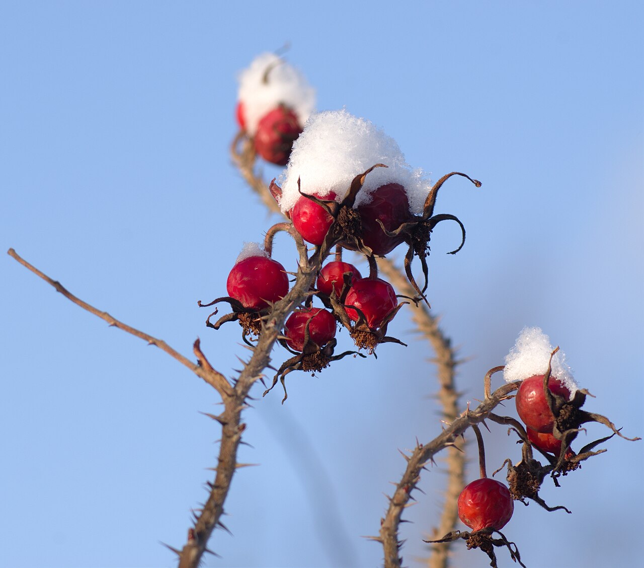 Роза морщинистая 'Rubra' 60-80 CM BR. / Rosa rugosa 'Rubra'