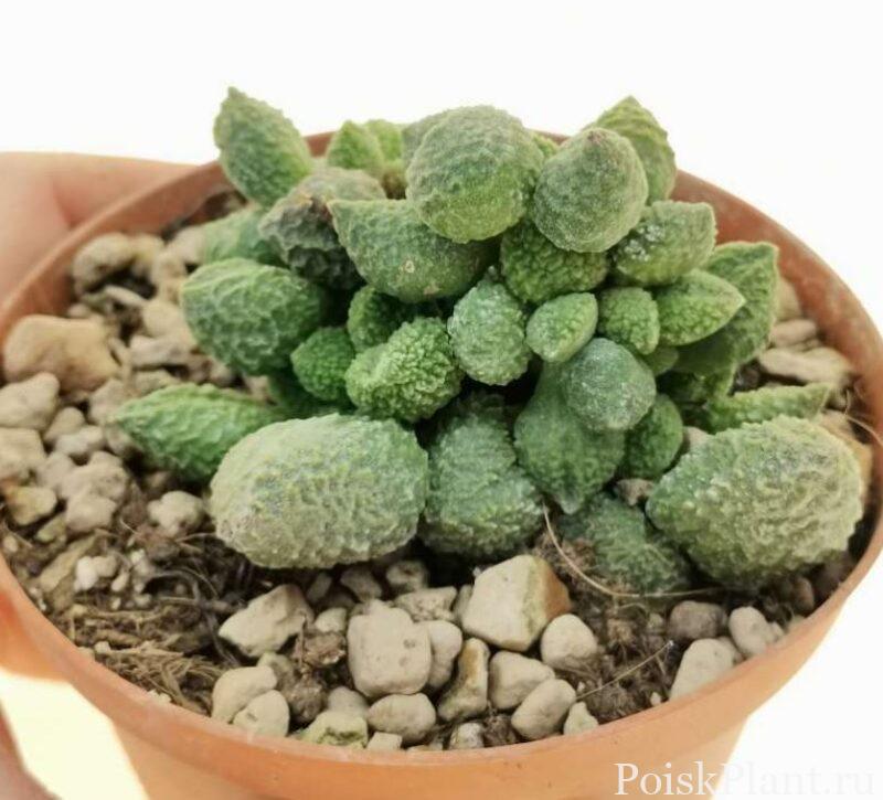 Адромискус мариана Herrei Green