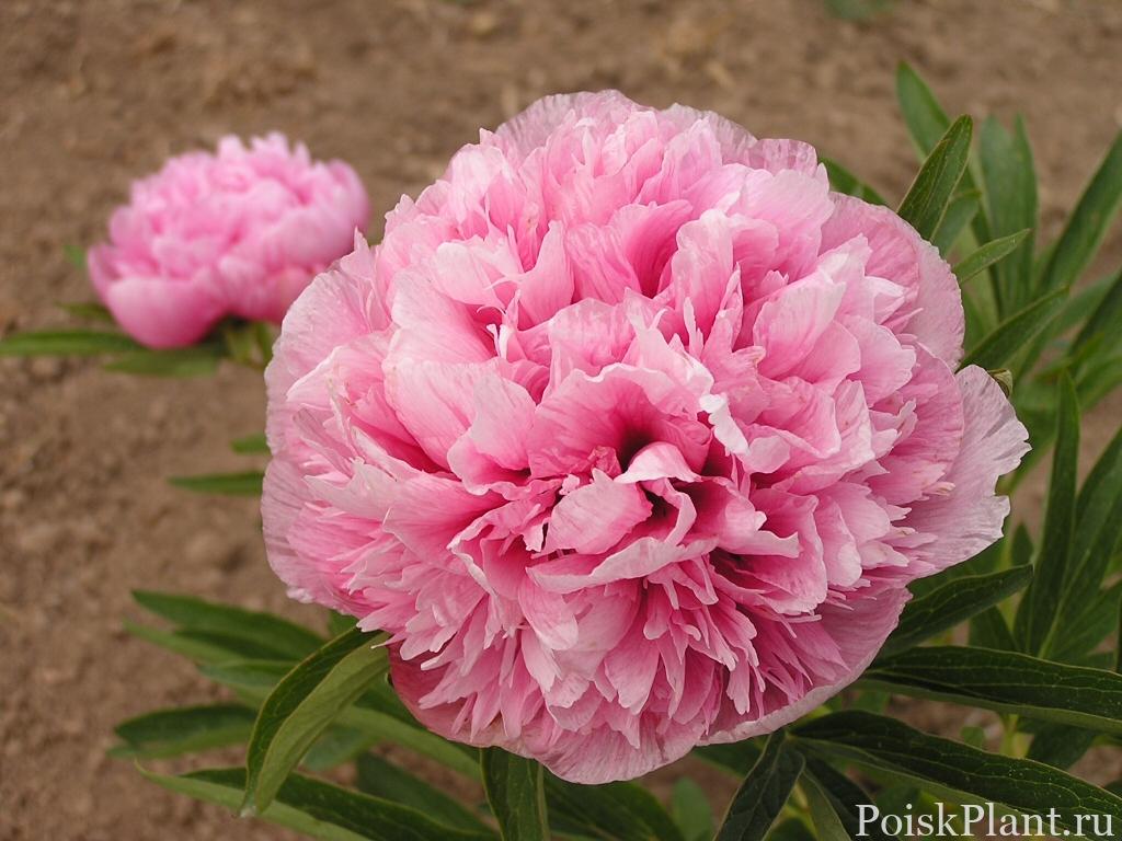 Пион травянистый Rosea Plena