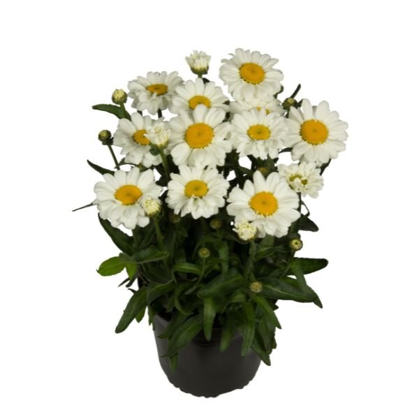 Левкантемум Sweet Daisy Jane