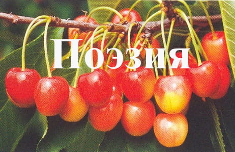 Черешня Поэзия