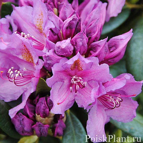 Рододендрон катевбинский Lee's Dark Purple