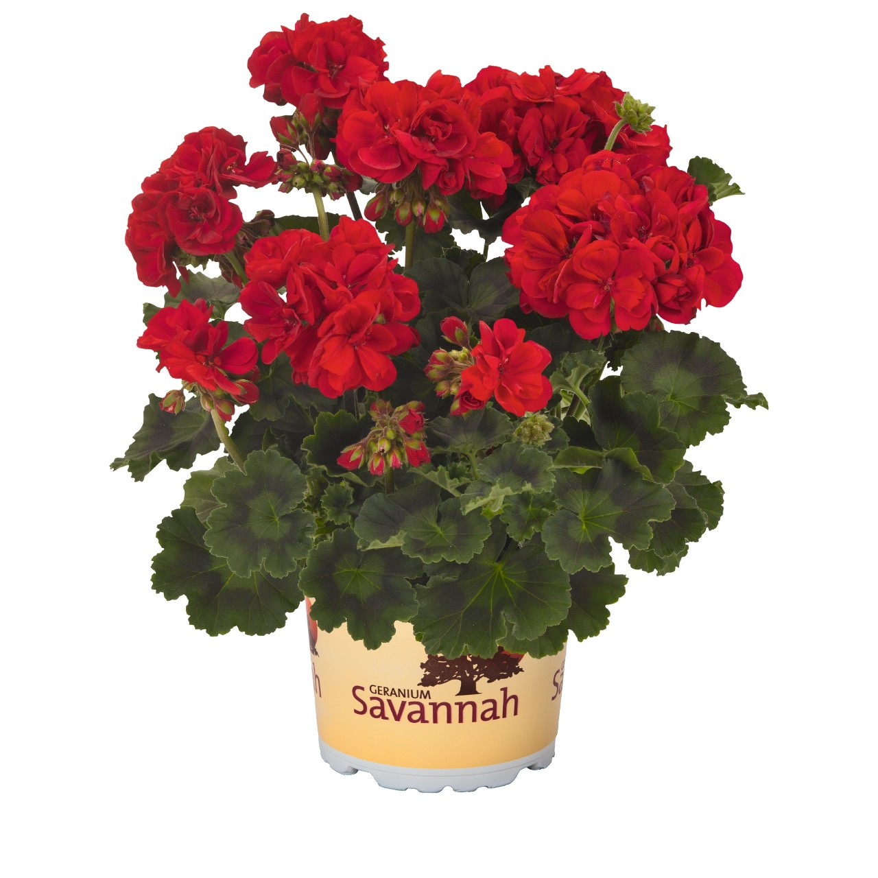 Пеларгония Savannah Really Red