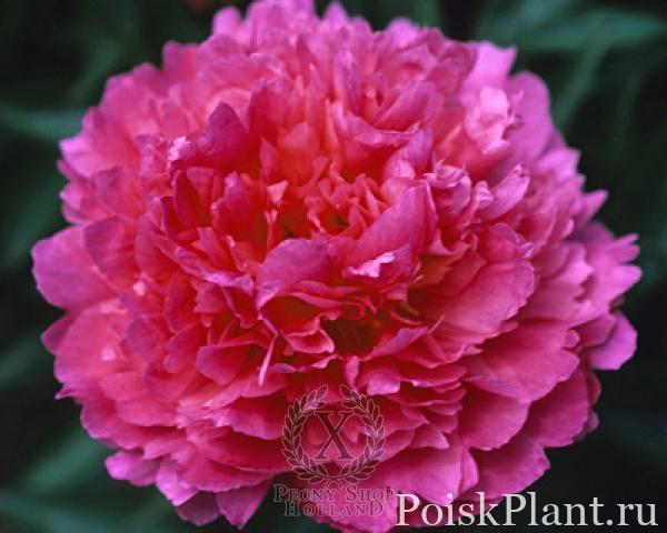 Пион травянистый Fragrant Pink Imp