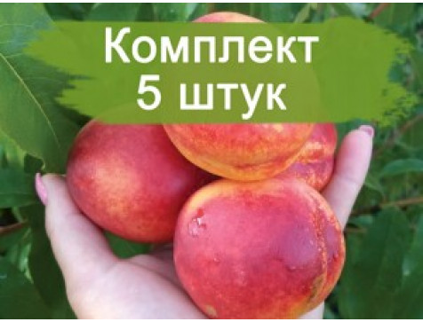 Нектарин Спокуса