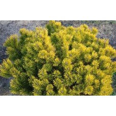 Сосна горная (Pinus mugo Little Gold Star)