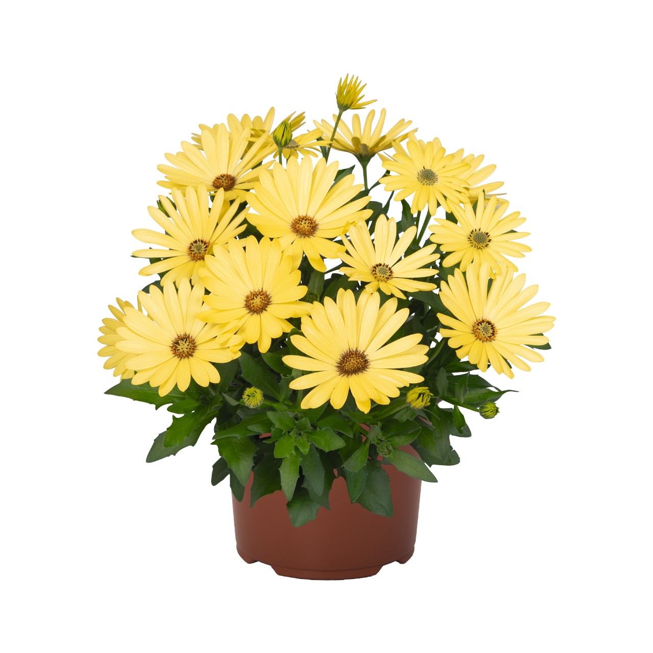 Остеоспермум Margarita Yellow