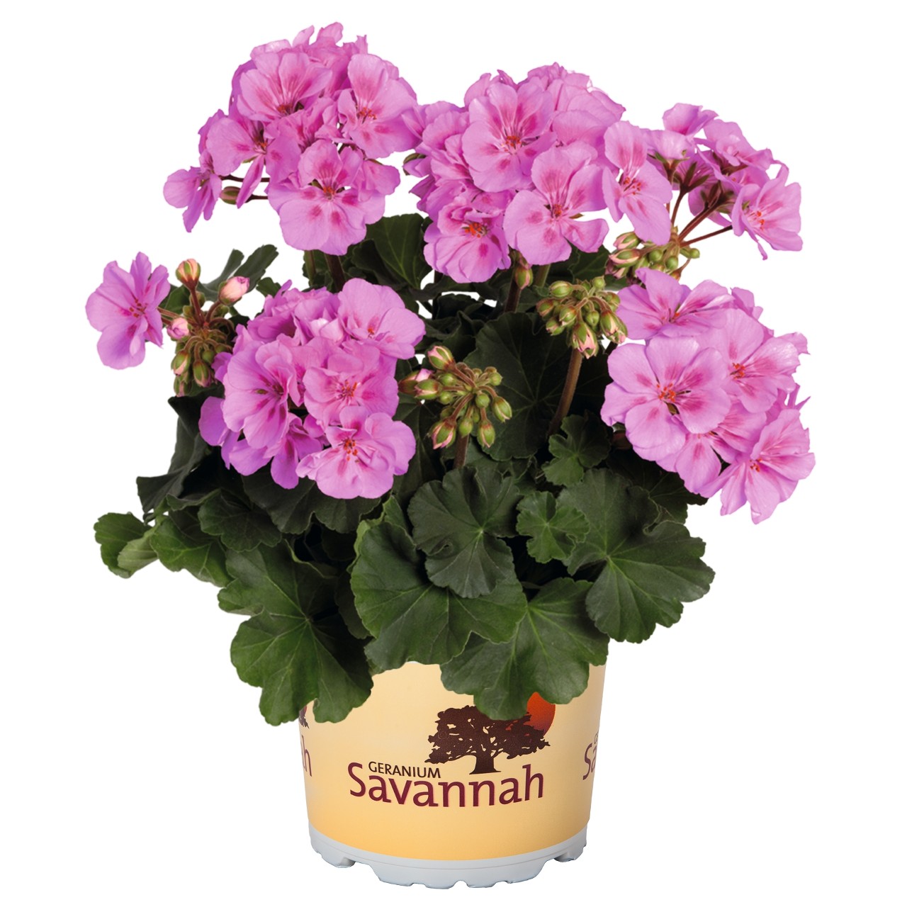 Пеларгония Savannah Lavender Splash