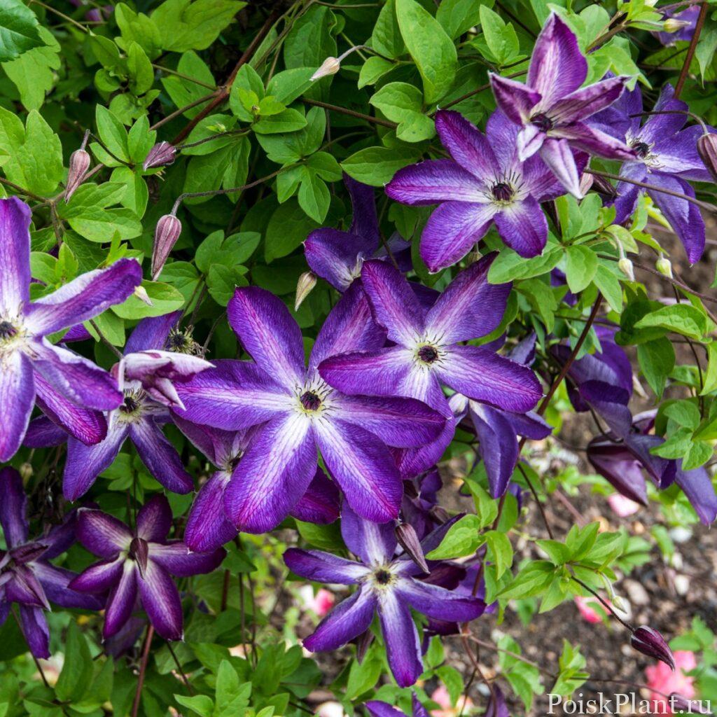 Клематис фиолетовый Venosa Violacea