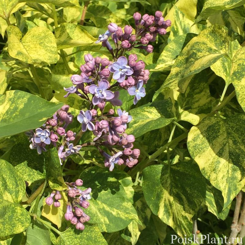 Сирень обыкновенная Aucubaefolia