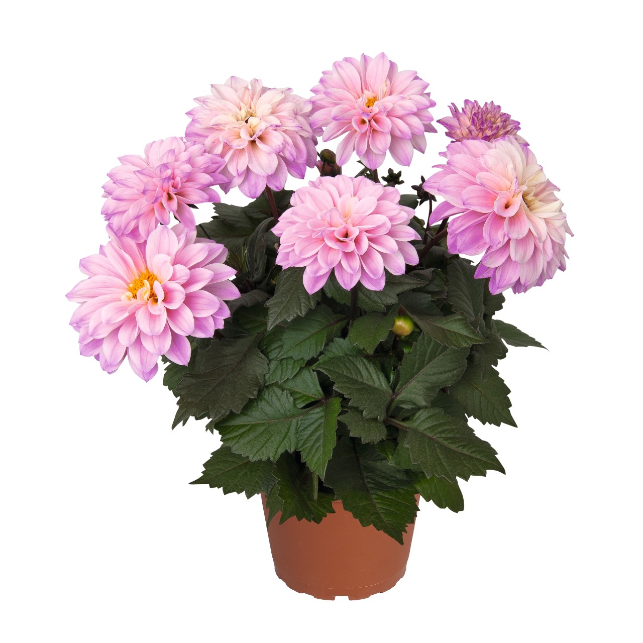 Георгина Temptation Pink Bicolor