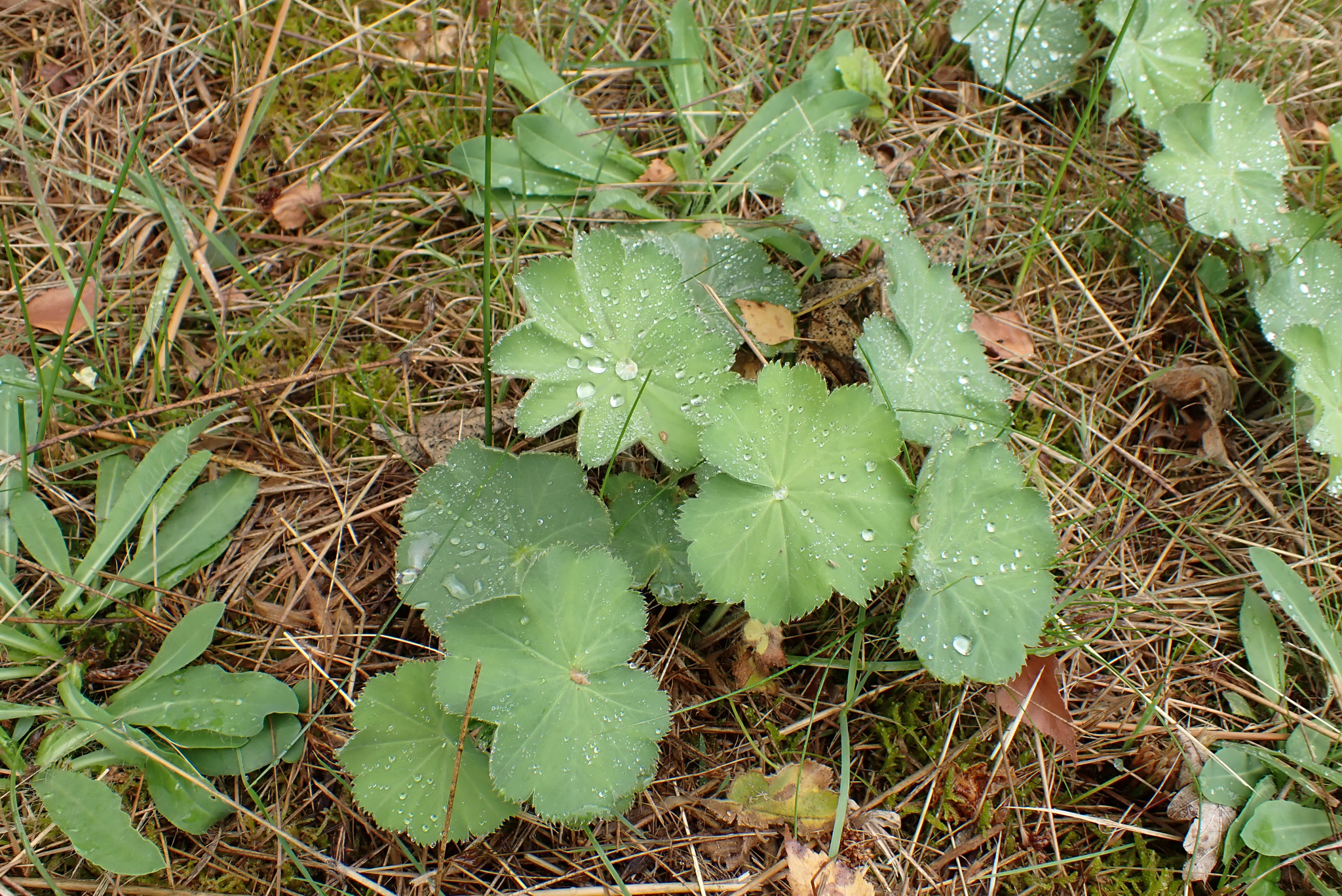 international backfill (iNaturalist): Alchemilla mollis