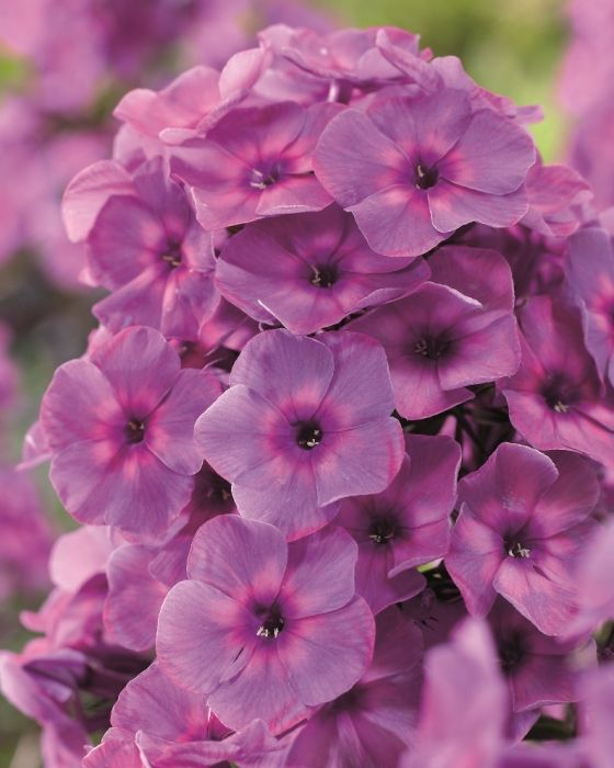 Флокс метельчатый Classiс Cassis