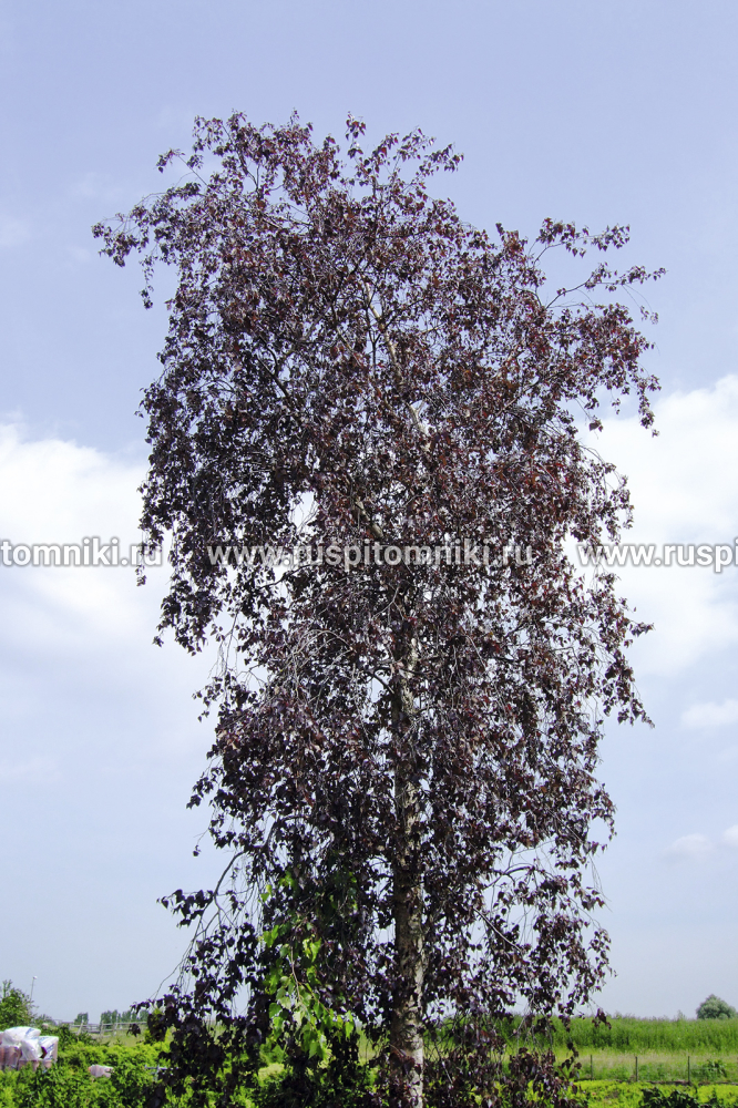 Береза повислая, бородавчатая, плакучая Purpurea