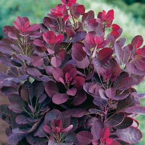 Скумпия "Royal Purple"