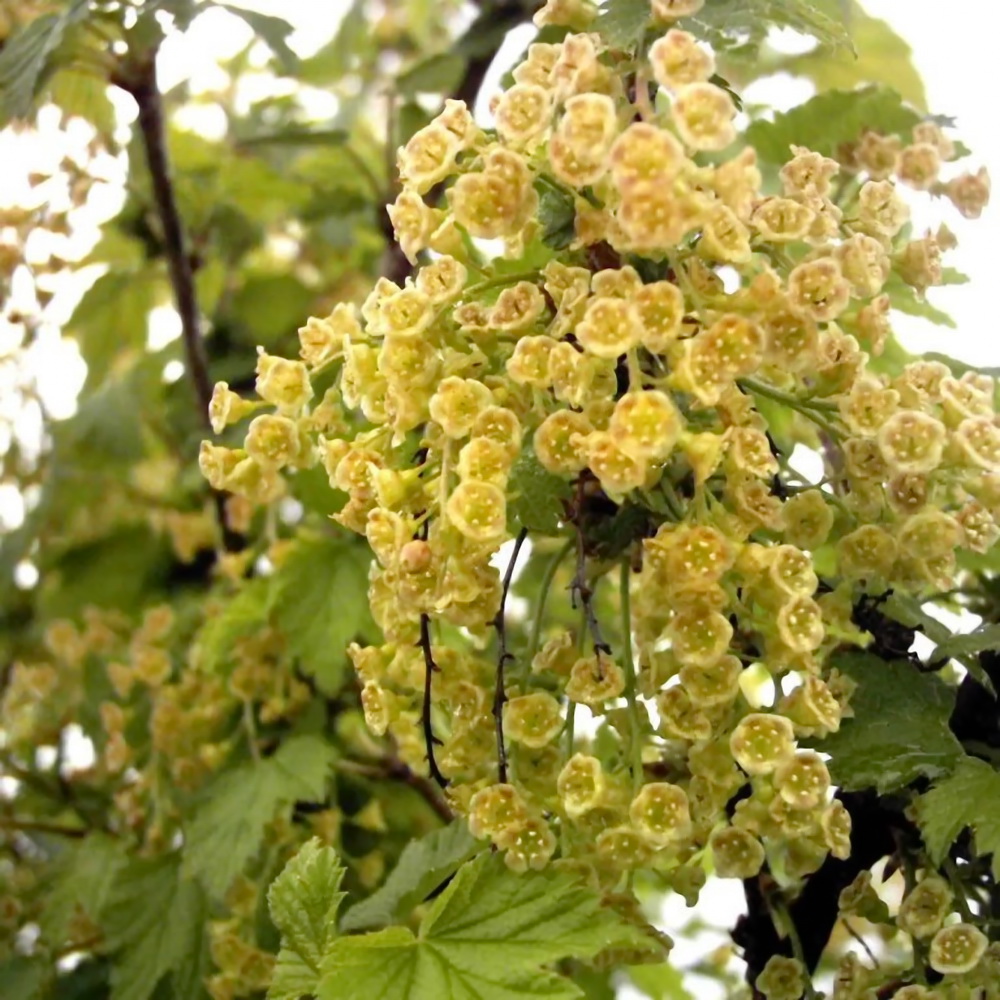 smorodina-ribes-chernaya