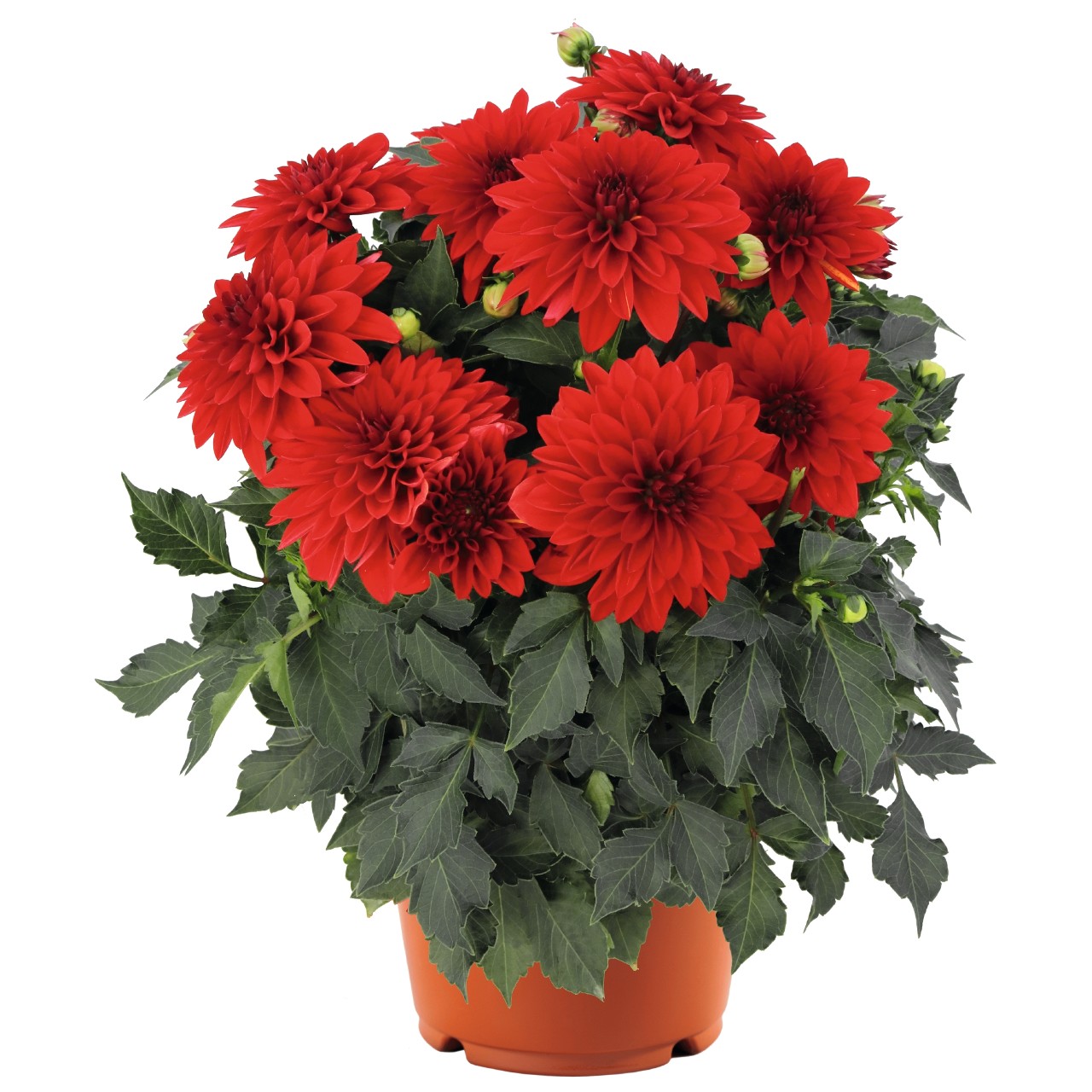 Георгина Hypnotica Red
