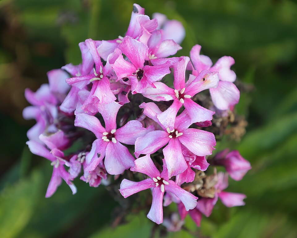 Флокс Starfire